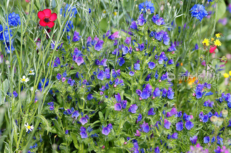 Echium vulgare花